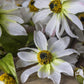 ARTIFICIAL WILD COSMOS