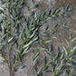 ARTIFICIAL WILLOW BRANCH - *Pre-order* SHIPPING July 2026