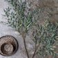 ARTIFICIAL WILLOW BRANCH - *Pre-order* SHIPPING July 2026