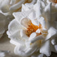 ARTIFICIAL WINTER ROSE - *Pre-order* SHIPPING MAY 2026