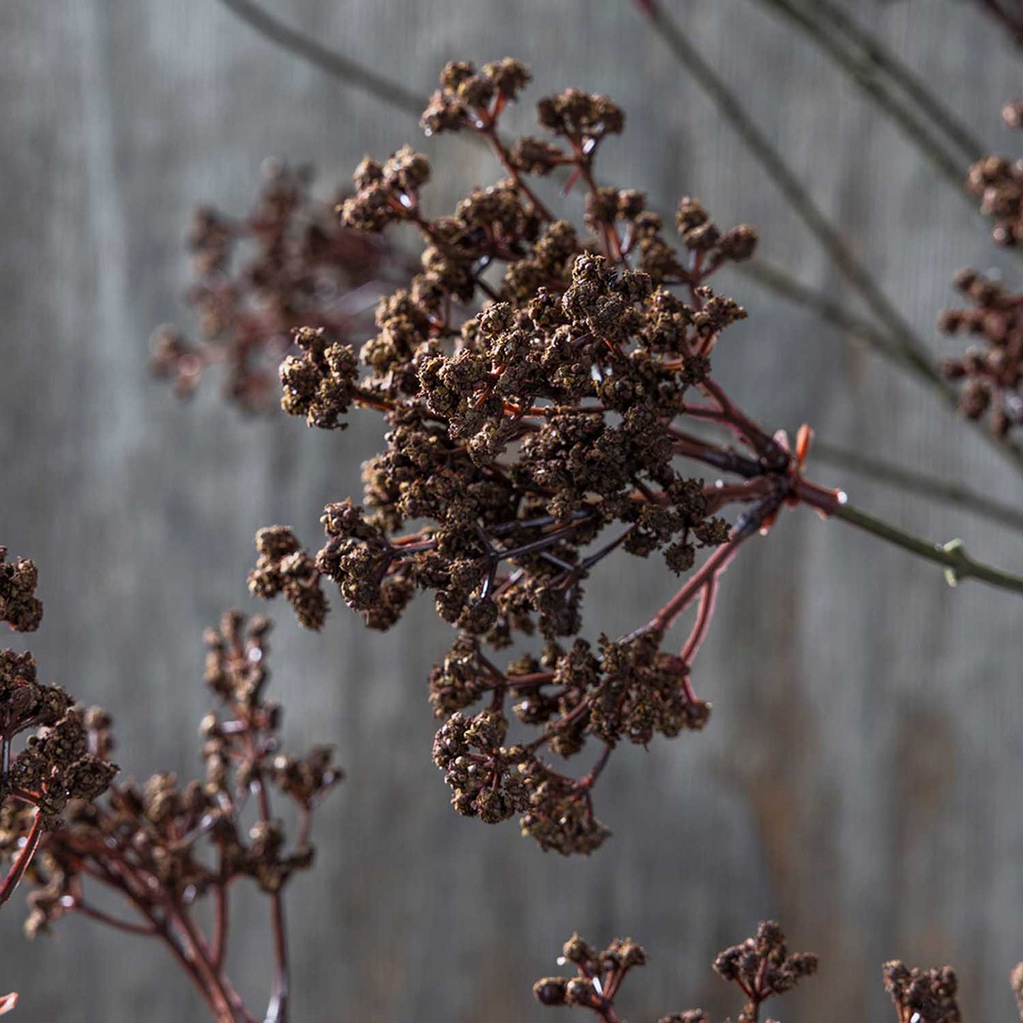 ARTIFICIAL WOODLAND YARROW - *Pre-order* SHIPPING MAY 2026