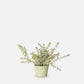 BURRITO SEDUM IN POT