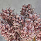 HEIRLOOM THISTLE - MAUVE