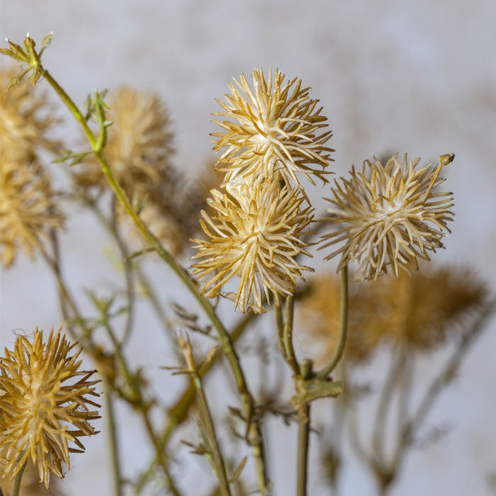 MEADOW POM POM