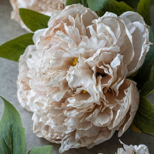 PEONY EVENING DEW *Pre order* Shipping JULY 2027