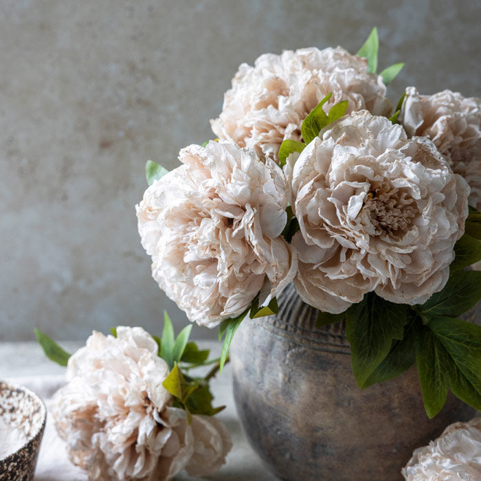 PEONY EVENING DEW *Pre order* Shipping JULY 2027