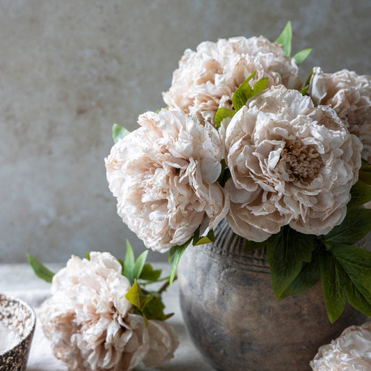 PEONY EVENING DEW *Pre order* Shipping JULY 2027