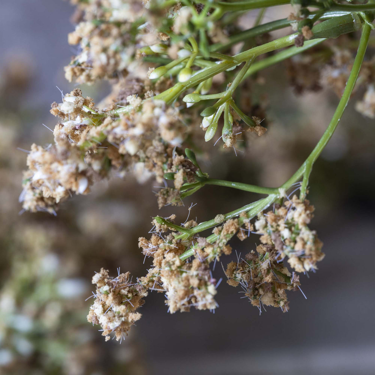 ARTIFICIAL BUTTERFLY BUSH, NATURAL - *PRE ORDER* Due Early January 2027