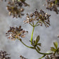 ARTIFICIAL HOGWEED - *Pre-order* SHIPPING July 2026