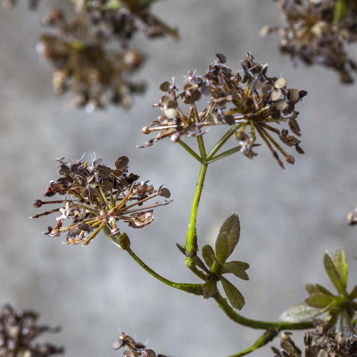 ARTIFICIAL HOGWEED - *Pre-order* SHIPPING July 2026