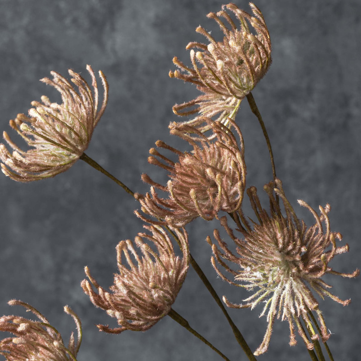 ARTIFICIAL LEUCOSPERMUM, BLUSH - LAST BOX