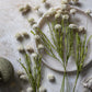 ARTIFICIAL MELALEUCA, CREAM - LARGE - *Pre-order* SHIPPING June 2026