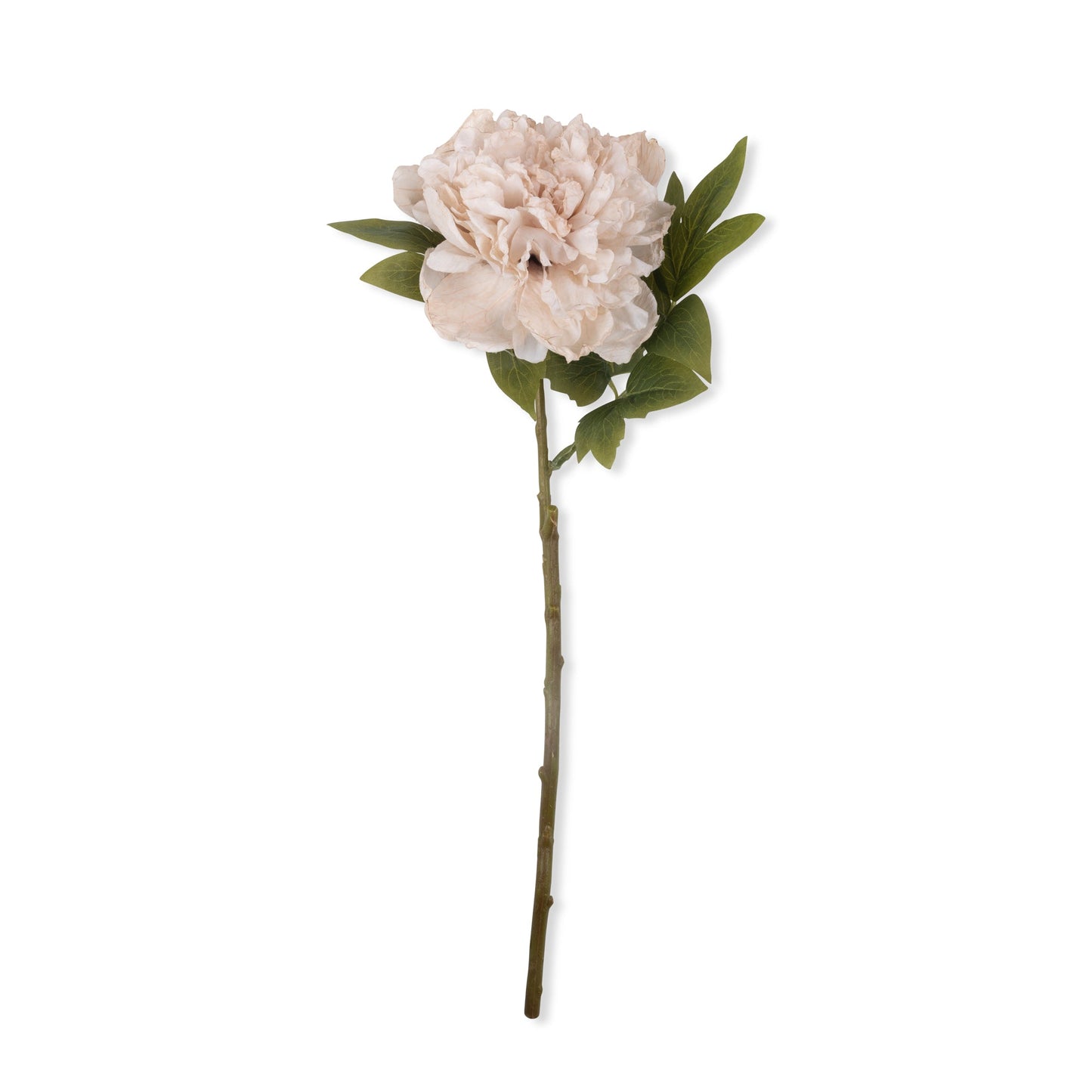PEONY EVENING DEW *Pre order* Shipping JULY 2027