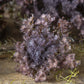 ARTIFICIAL QUEEN ANNE'S LACE, PURPLE